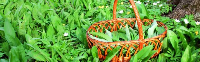 Čisti krv i obara pritisak, raste svuda oko nas: Zašto je ovo najvažnija biljka koju na proleće možete jesti?