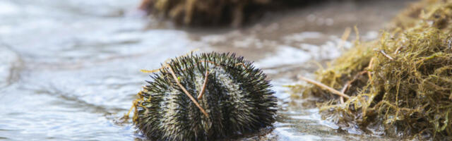 Uhvaćen sa 2.500 morskih ježeva: Grk opustošio lokalnu populaciju na ostrvu Eviji