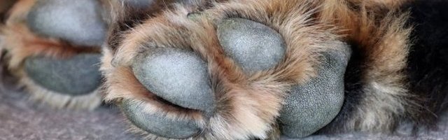 JEDVA DOČEKAO! Nakon vikenda izolacije, niko nije mogao da ga zaustavi! (Video)