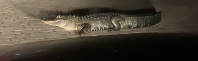 Aligator na putu: Vozač u haosu (VIDEO)