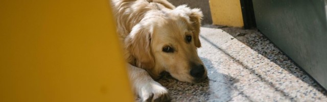 LEKCIJA ODANOSTI: Zaboravili su psa na pumpi 60 km od kuće! Posle 26 dana se pojavio iscrpljen, pun ožiljaka na kućnom pragu! FOTO