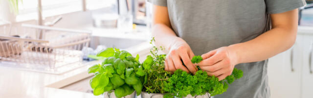 PERŠUN SE SMATRAO “ĐAVOLJOM TRAVOM”: U Rusiji Crkva učestvovala u zabrani uzgoja ovog začina, da se ljudi ne bi otrovali