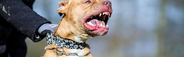 Pitbula našli na ulici i udomili, a on im ubio dete (2): Detalji horora