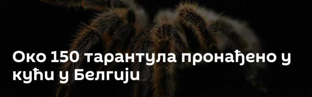 Око 150 тарантула пронађено у кући у Белгији