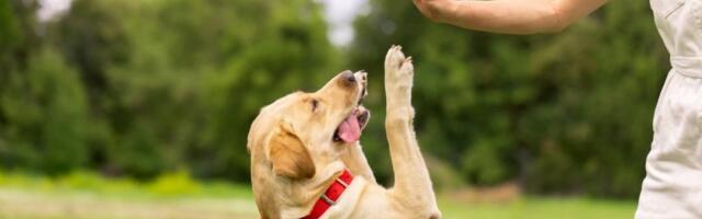 3 rase pasa koje se najviše igraju: Unose radost u svaki dom, al trebaće vam brdo energije