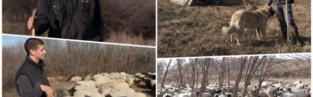 Miloš ima 21 godinu i živi u šatoru na Fruškoj gori: Pastir koji čuva 300 ovaca, prvu je kupio sa 12 godina