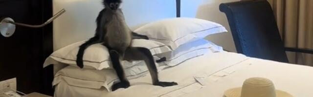 VIDEO: Turistkinju u sobi u hotelu dočekao vrlo opušteni majmun