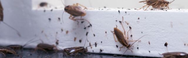 Ako imate bubašvabe u kuhinji, uradite ovo odmah: Rešenje je jednostavno i jeftino