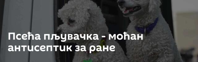 Псећа пљувачка - моћан антисептик за ране