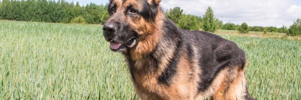 Najpametnije vrste pasa prema psiholozima