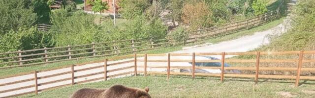 Fotografija dana: Porodica medveda uživa na Goču