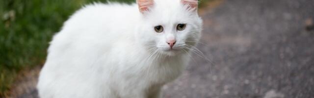 Svi znamo za crnu, ali šta znači kada nam BELA MAČKA pređe put? Veruje se da nosi jaku poruku