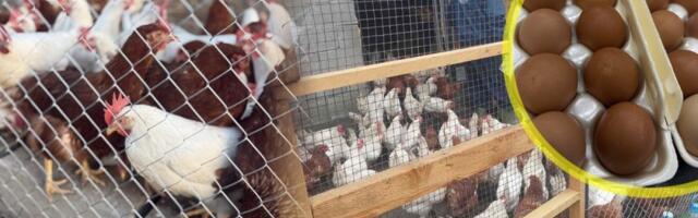 Liste čekanja za Vaskrs: Za manje od mesec dana prodato više od 2.000 jaja, a rezervacije i dalje stižu