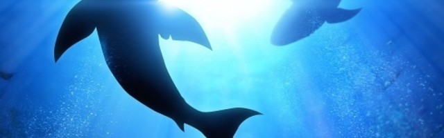 Upoznajte strašne morske ajkule koje imaju sposobnost da sjaje u mraku!