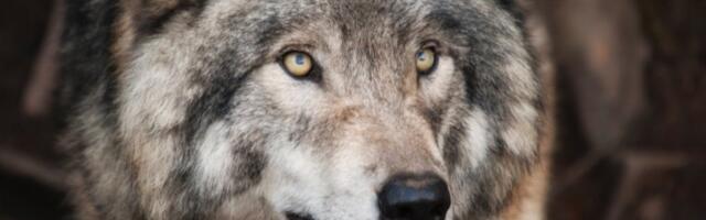 RAKOVI SU TAJANSTVENI, DEVICE INTELIGENTNE: Svaki horoskopski znak ima svoju DUHOVNU ŽIVOTINJU koja ga DEFINIŠE!