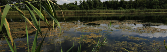 Jedina prašuma u zemlji za koju retko ko zna (FOTO)