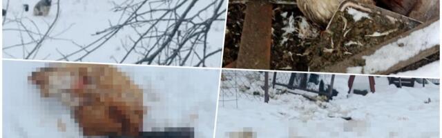 "KAD SAM DOŠAO KUĆI, ZATEKAO SAM JEZIV PRIZOR" Porodica iz Apatina doživela NEVIĐENI ŠOK na Božić: "Šta bi bilo tek da je DETE bilo u dvorištu?" (FOTO)