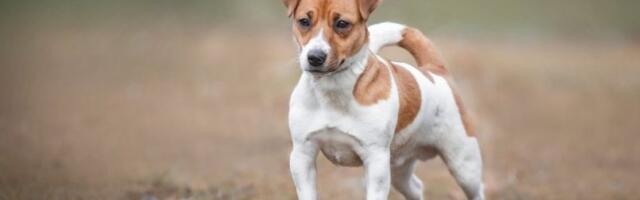 Ovaj detalj može spasiti vašeg psa - proverite njegovu krvnu grupu odmah