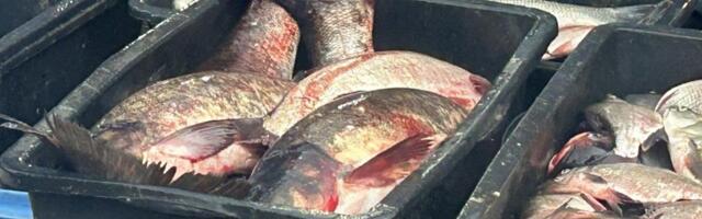 Čudo u Toplici: Ribe triput veće (VIDEO)