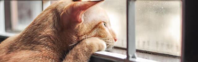 Vaša mačka mnogo spava, slabo jede, mjauče kao luda, a nije bolesna: Proverite, možda je samo usamljena