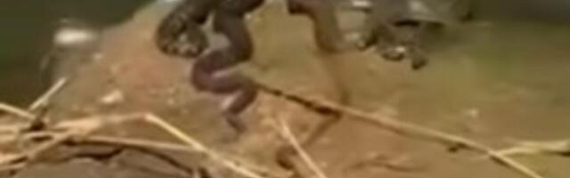 Snimak sa Morave digao uzbunu: Zmije opkolile reku kod Vitine, ljudi u šoku od prizora (VIDEO)