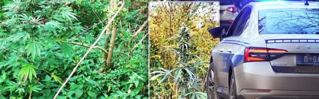 Pronađen zasad marihuane: Uhapšen diler u Baču