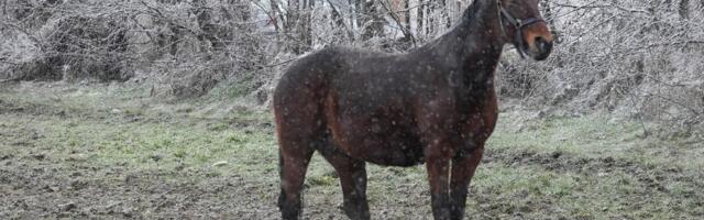 Nestvarna zimska slika iz Čačka: Tri prekrasna konja galopirala dok je sneg padao - sve je ličilo na bajku
