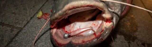 RIBU SVOG ŽIVOTA BATA UPECAO ISPOD BRANKOVOG MOSTA: Beograđanin usred noći izvukao grdosiju od 100 kila?! Nesvakidašnje slike kapitalca (FOTO)