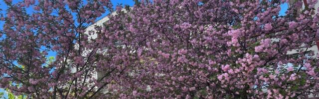 Za vikend u Leskovcu sunčao i toplo, temperatura do 25 stepeni