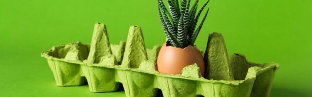 Jaja u obliku kaktusa: savršena za uskršnju dekoraciju doma