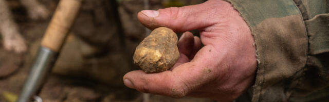 UBIO BRAĆU ZBOG TARTUFA, PA PUŠTEN IZ PRITVORA! Dejan pucao u Predraga i Stanislava