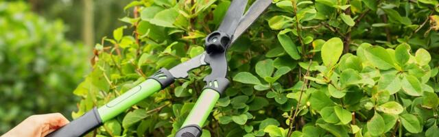 Živu ogradu možete da dobijete za jedno leto: Zasadite ove 3 biljke i gledajte kako rastu neverovatnom brzinom