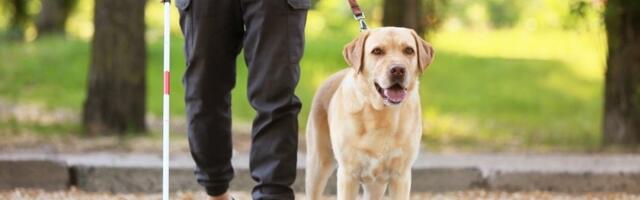 3 idealne rase pasa za slepe osobe: Verna i pouzdana pratnja sa kojom nema greške