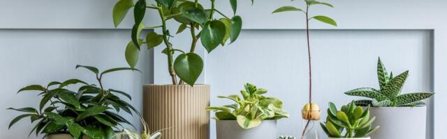 Prirodni saveznici u domu: Sobne biljke koje pomažu u uklanjanju vlage i buđi
