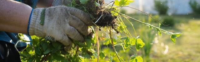 Trik koji uništava korov: 1 stvar ga uklanja bez hemije - bašta ostaje čista mesecima