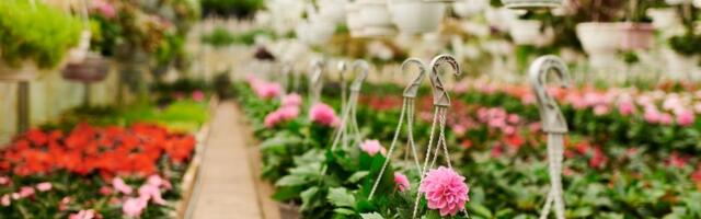 Kako negovati muškatle u proleće? Dve stvari su veoma bitne kako bi imale prelepe cvetove