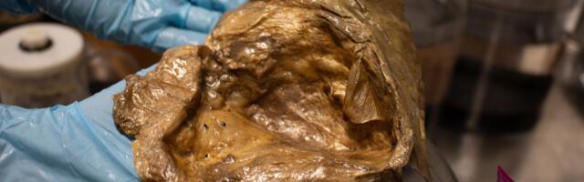 „Nije ni jaje, ni sunđer, ni vanzemaljac…“ REŠENA MISTERIJA! Posle 2 godine utvrđeno poreklo zlatnog jajeta