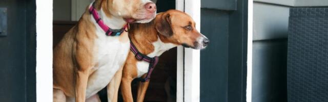 Zašto vas pas uvek čeka na pragu? Otkriven pravi razlog takvog ponašanja - nije odanost