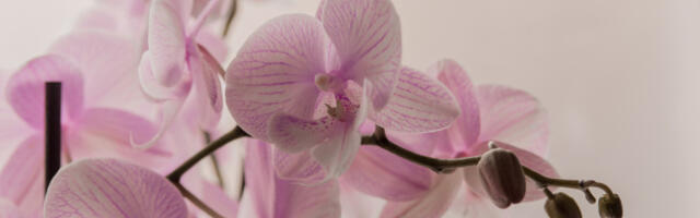 Neobičan, ali efikasan trik za negu orhideja: Jednostavna metoda koja podstiče bujno cvetanje (VIDEO)