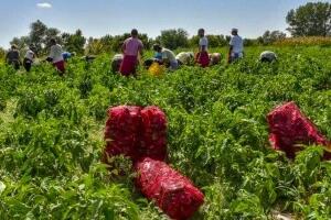 Мала газдинства одустају од паприке и купуса, шта је алтернатива