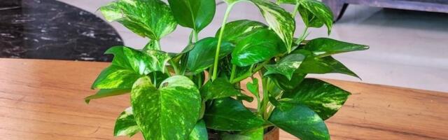 Biljka zbog koje ćete spavati kao beba: Idealna za spavaću sobu - održavanje nikad lakše (FOTO)