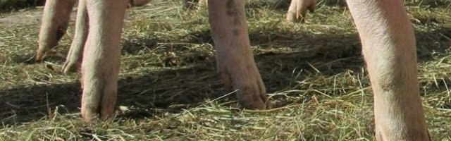 URNEBESNI SEOSOKI OBIČAJI! Umesto konja, jaše se OVA životinja! (Video)