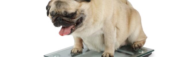 Da li vaš pas zimi jede više nego što se troši: Praktični saveti pravilne ishrane i održavanja težine