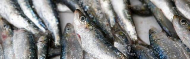 Srbi se dave u ovoj ribi, a nisu svesni šta sadrži: Deca i trudnice pod hitno treba potpuno da ograniče njen unos