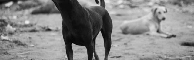 Мистерија на „Острву паса”: форензичари истражују смрт 21 животиње