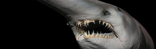 Prvi snimak žive ajkule iz doba dinosaurusa: Naučnici zanemeli kad su videli šta pliva u mračnim dubinama