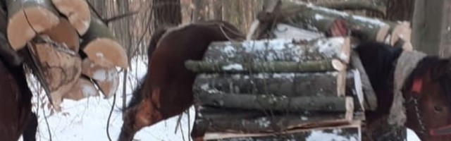 Poplava Milosavljevićima odnela 17 konja, ali oni ne odustaju! Dešava im se neverovatna stvar, a sve zbog humanosti dobrih ljudi (FOTO)