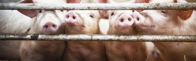 O svinjama i slobodi – uloga trgovine u oslobađanju Srbije