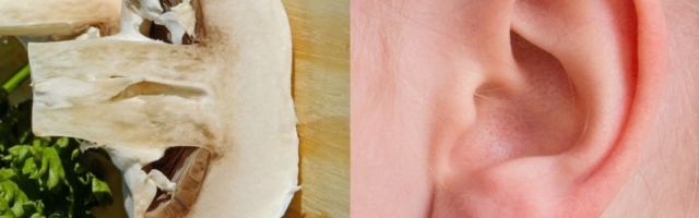 Ovo je najzanimljivija teorija o zdravoj ishrani ikada: Hrana liči na organe koje leči i kojima poboljšava rad!