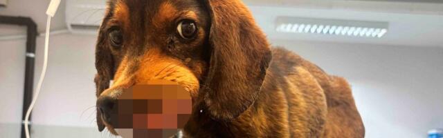 Flok sa zubom u nosu i TUMOROM DO OKA bori se kao lav: Bolesno štene staro pet meseci ostavljeno veterinarima